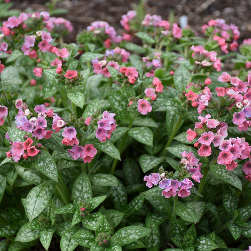 Pretty in Pink Lungwort - 2 Gallon (8-12")
