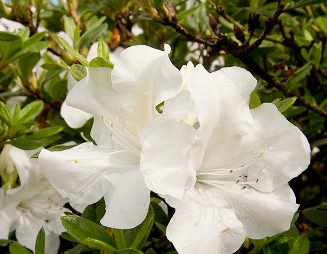 Chionoides Rhododendron