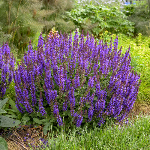 Violet Profusion Salvia