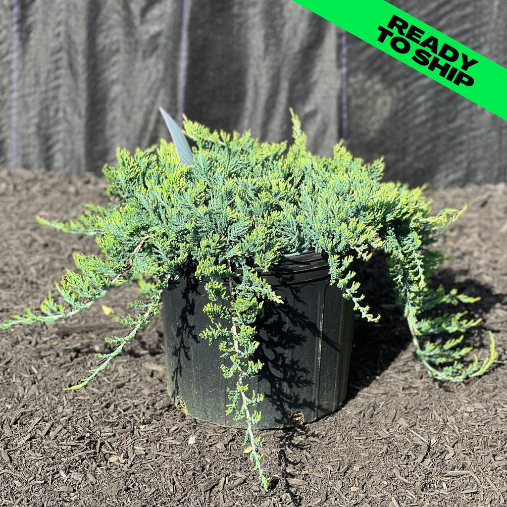 Blue Rug Juniper Gardens of the World