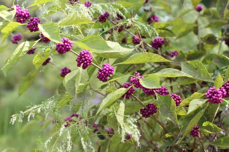 American Beautyberry