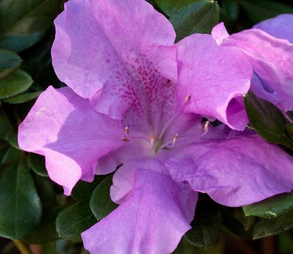 Starry Night Rhododendron