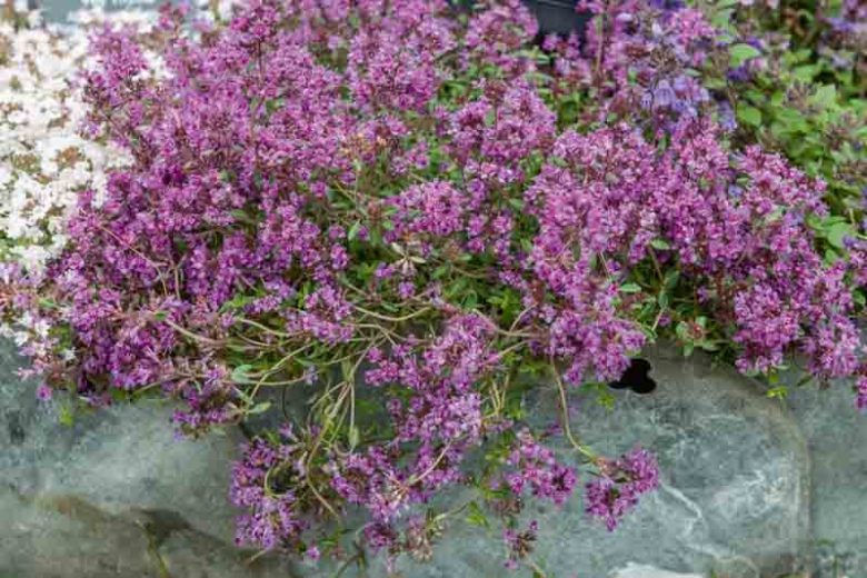 Red Creeping Thyme — Gardens of the World