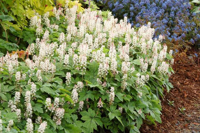 Elizabeth Oliver Foamflower — Gardens of the World
