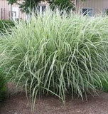 Variegated Japanese Silver Grass - 3 Gallon (2.5ft)