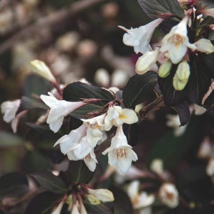 Tuxedo™ Weigela