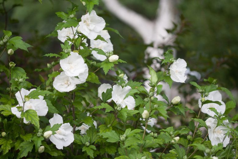 White Chiffon Rose Of Sharon
