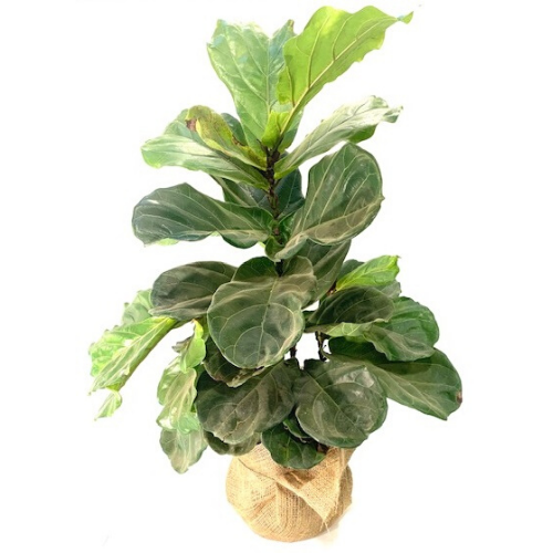 Fiddle Leaf Fig Indoor Plant - 10" Pot (3-4ft Tall)